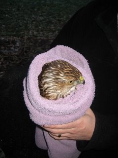 hawk-awake hawk-awake