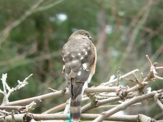 hawk-back21 hawk-back21